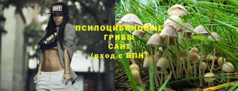 Галлюциногенные грибы Psilocybine cubensis  Сатка 